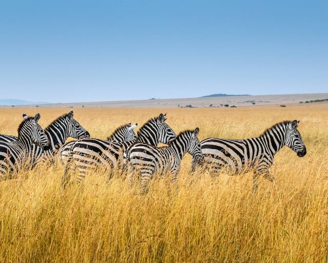 Zebras in Maasai Mara National Reserve, Kenya