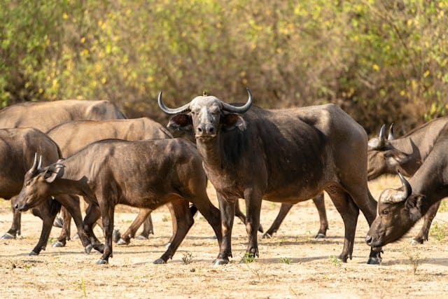 Buffaloes in Nyerere National Park, Tanzania