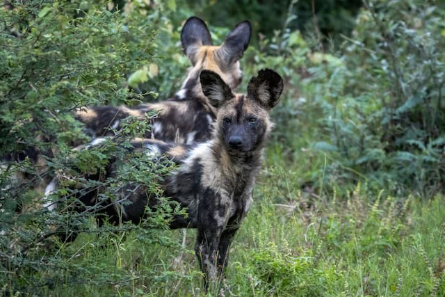Wild dogs in Madikwe Game Reserve, South Africa