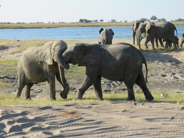 Chobe National Park, Botswana