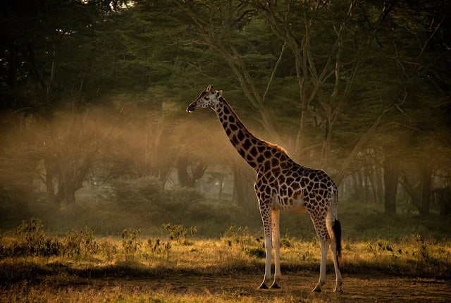 Reticulated Giraffe in Samburu National Reserve, Kenya