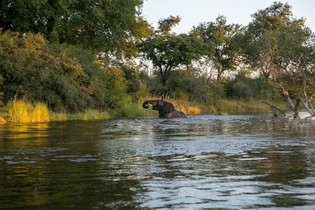Elephant bathing in Zambezi River, Zimbabwe