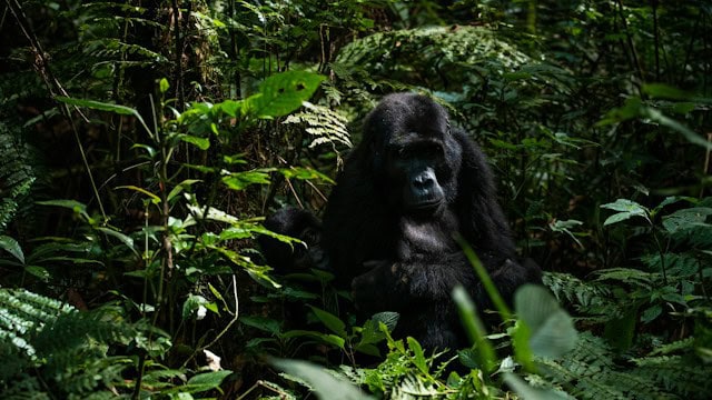Gorilla in Bwindi Impenetrable National Park, Uganda