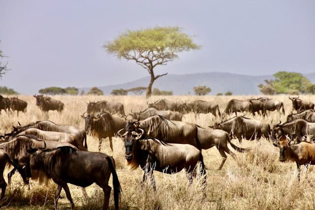 Wildebeest in Serengeti National Park, Tanzania