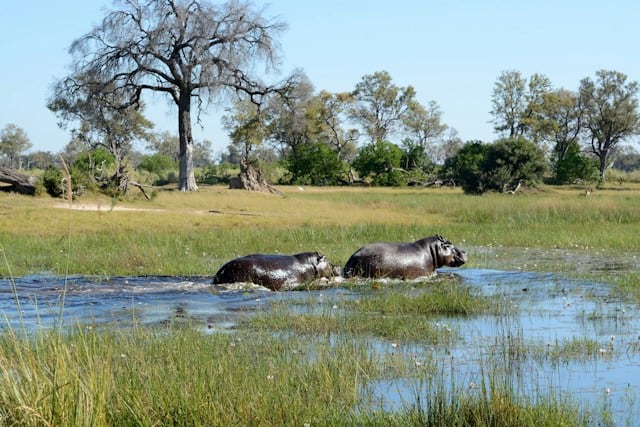 Hippos in Okavango Delta, Botswana