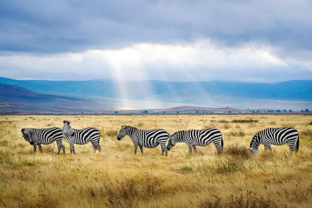 Zebras in Ngorongoro Crater, Tanzania