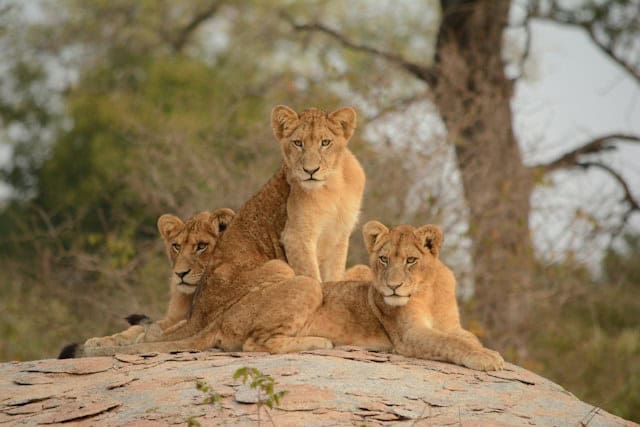 Lions in Kruger National Park, South Africa