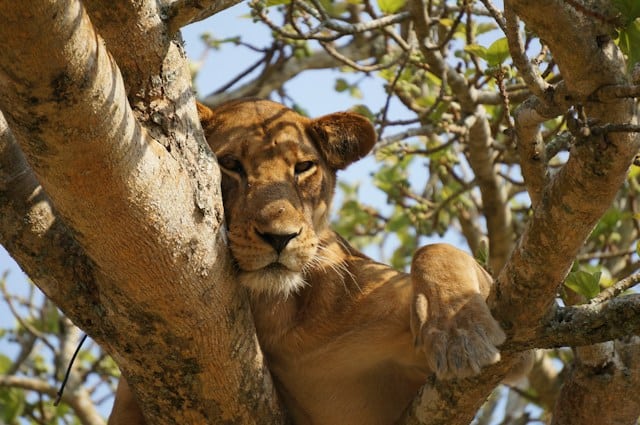 Tree-climbing lion in Queen Elizabeth National Park, Uganda