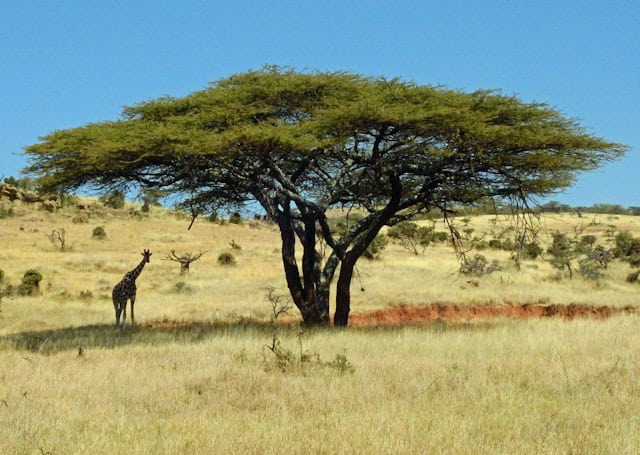 A Reticulated giraffe enjoys the shade of an acacia tree in Lewa Conservancy, Kenya.