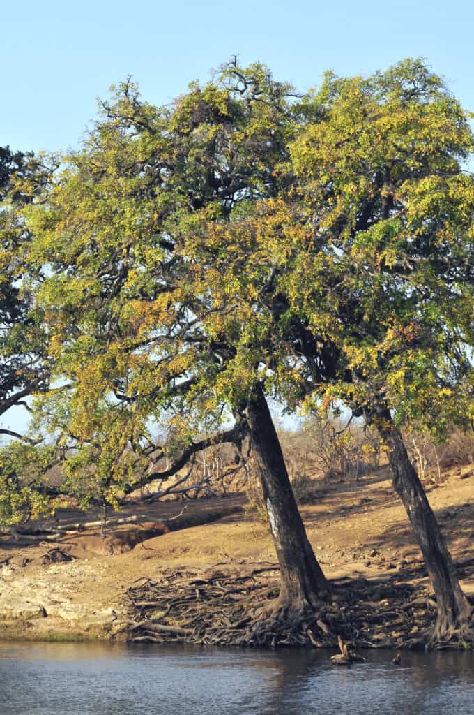 African Ebony Tree (Diospyros mespiliformis)
