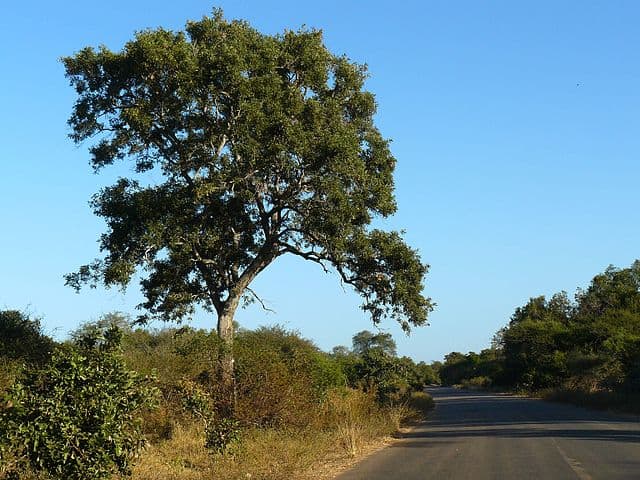 Apple Leaf Tree (Philenoptera violacea) in the southern Kruger National Park, South Africa