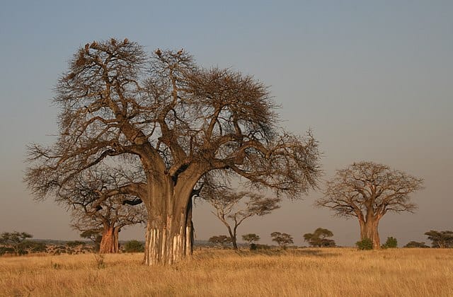 A Baobab tree (Adansonia digitata) in the Sahel sub-Saharan savanna, Tanzania safari