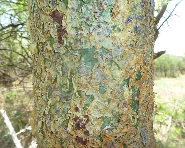 The bark of the glossy-leaved Corkwood tree (Commiphora schimperi) at Kililene game farm near Nylstroom, South Africa