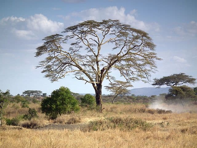 Fever Tree (Vachellia xanthophloea)