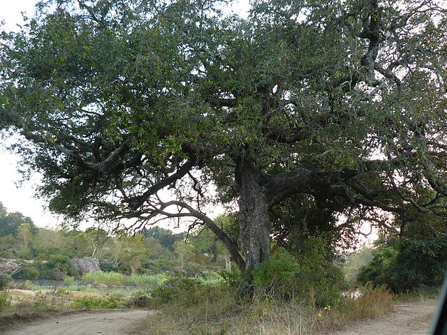 Jackalberry tree (Diospyros mespiliformis) on the bank of the Sabie River in the southern Kruger National Park, South Africa