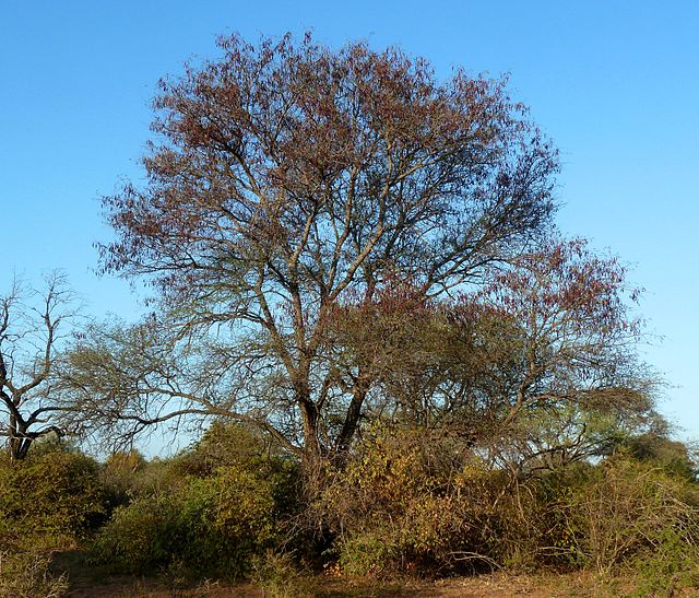 Knobthorn Tree (Senegalia nigrescens)