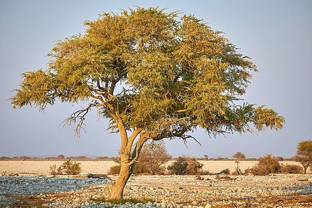 Leadwood tree at the Okaukuejo waterhole in Etosha, Namibia