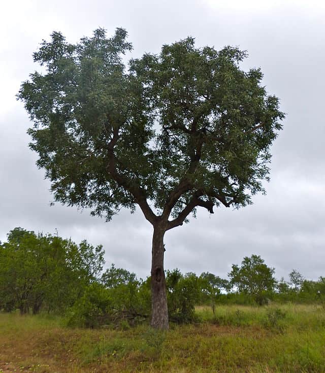 Marula Tree (Sclerocarya birrea) at Kruger National Park, South Africa