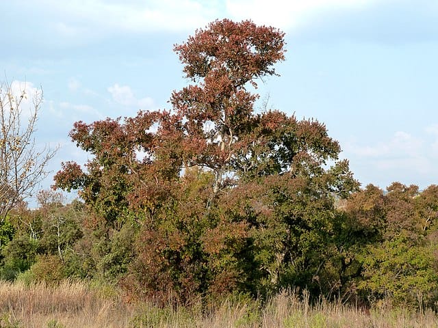 River Bushwillow (Combretum erythrophyllum) in autumn foliage, growing on the bank of the upper Pienaars River at Nkwe Pleasure Resort near Tierpoort, Pretoria, South Africa