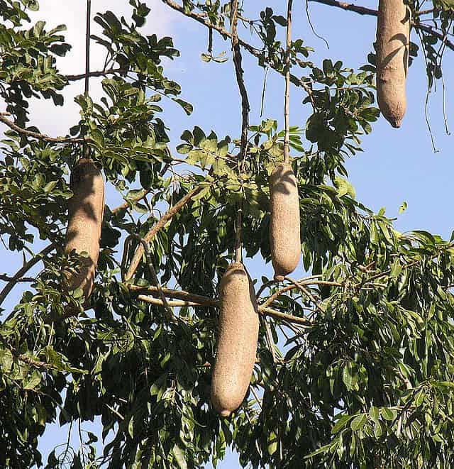Sausage Tree Fruit (Kigelia Africana)