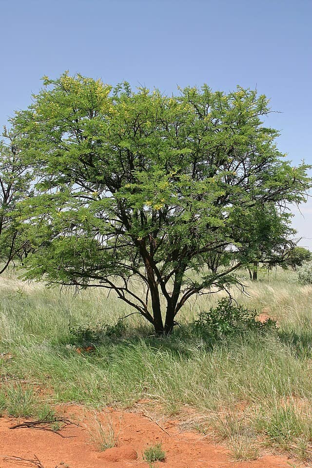 Sweet Thorn tree (Vachellia karroo), with flowers; near Wolmaransstad, North West, South Africa
