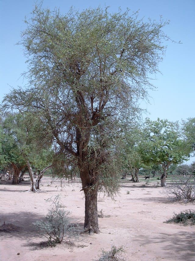 Green Thorn tree aka Toothbrush tree (Balanites aegyptiaca)