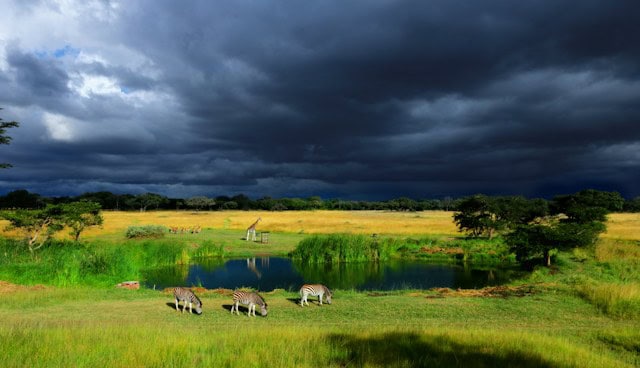 Watering Hole, Zimbabwe