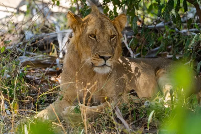 A juvenile male lion keeping watch from the bushes in Nyerere National Park, Tanzania