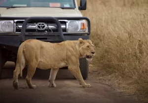 A lion crossing in front of a safari Jeep on the Serengeti, Tanzania
