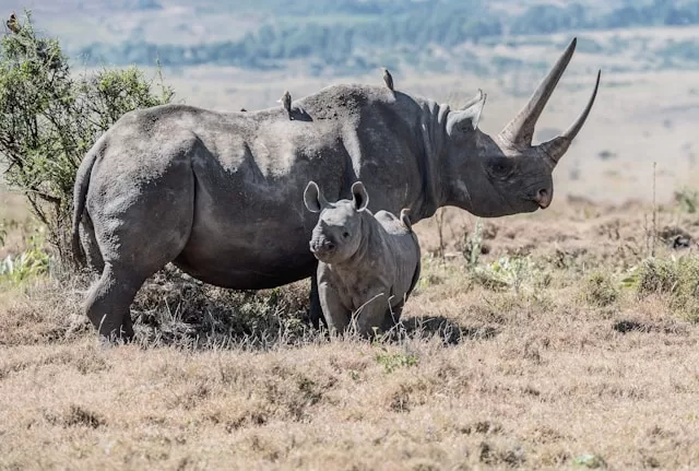 A mother and baby black rhino