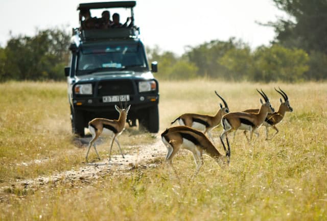 Antelope seen at Maasai Mara National Park during Game Drive, Kenya