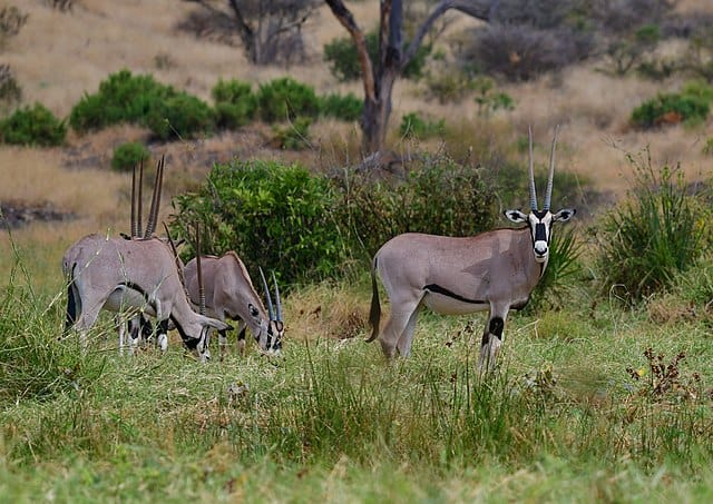 Beisa Oryx at Samburu National Reserve, Kenya