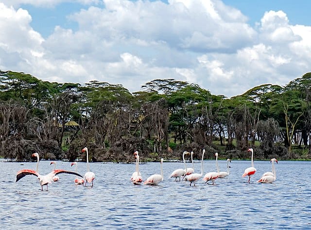 Flamingoes at Lake Naivasha National Park, Kenya