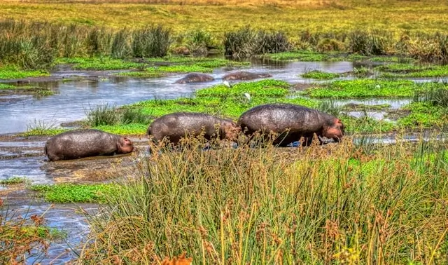 Hippos in Ngorongoro Crater, Tanzania