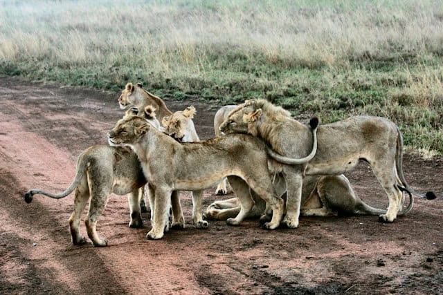 Lion pride on a muddy road in Serengeti National Park, Tanzania