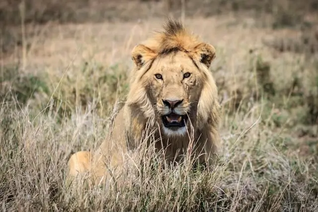 Male lion in Serengeti National Park, Tanzania