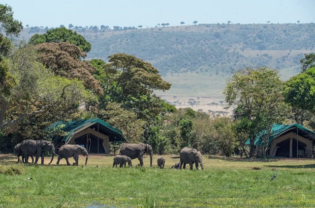 Elephants drinking water in front of canvas tent at Safari Camp