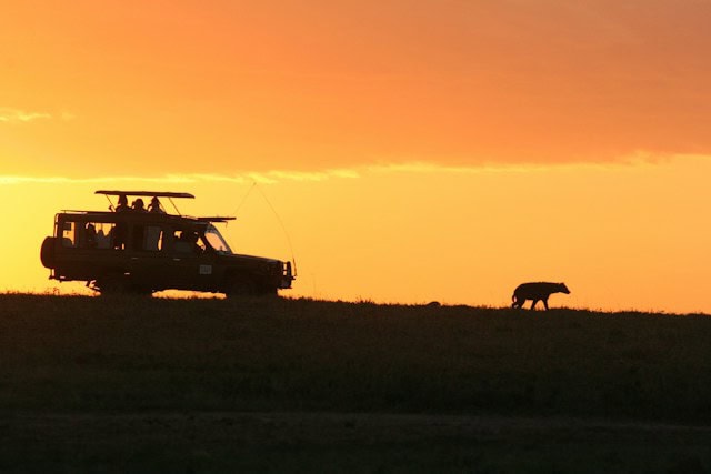 Safari at Sunset