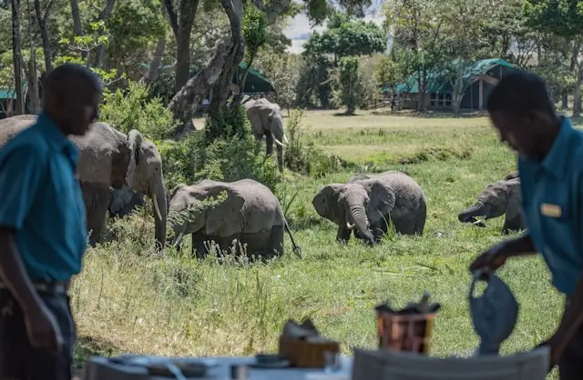 Safari camp with elephants in background