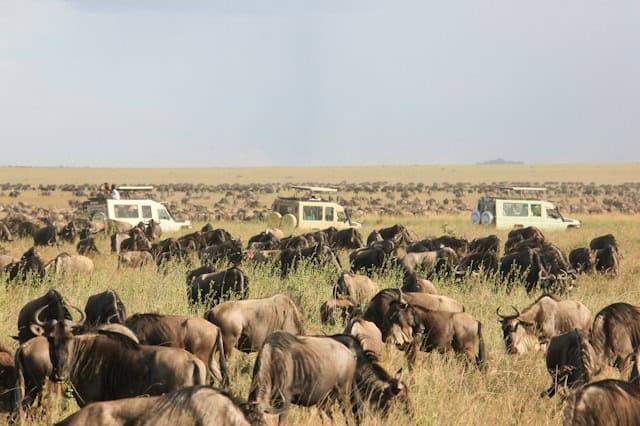 Watching the Wildebeest Migration in Closed African Safari Vehicle