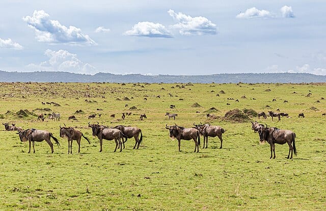 Wildebeest at Maasai Mara National Reserve, Kenya