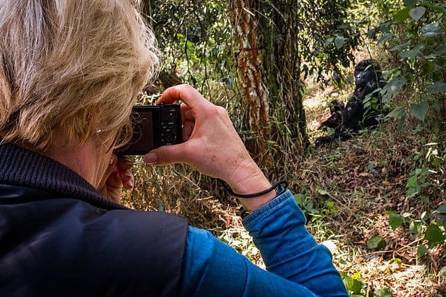 A tourist photographing gorillas in Biwindi Impenetrable National Park, Uganda