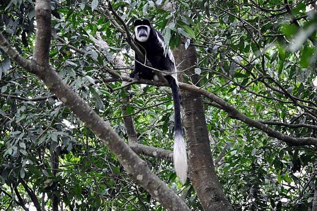 Colobus Monkey in Kibale National Park, Uganda