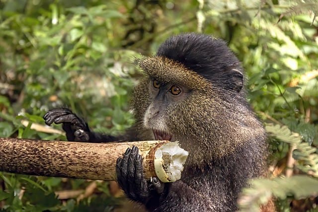 Golden monkey (Cercopithecus kandti) eating bamboo, Volcanoes National Park, Rwanda