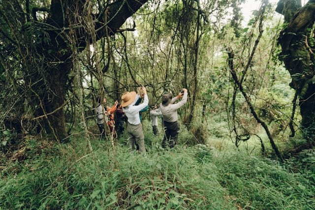 Tourists during gorilla trek in Bwindi Impenetrable National Park, Uganda