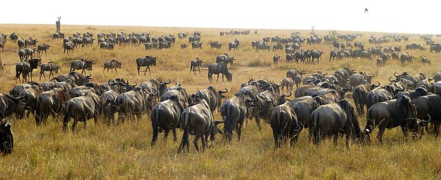 Wildebeest grazing, Masai Mara National Reserve, Kenya