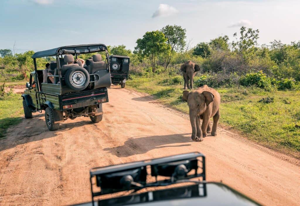 Baby elephant on the road during safari tour with some of the best Tanzania safari companies