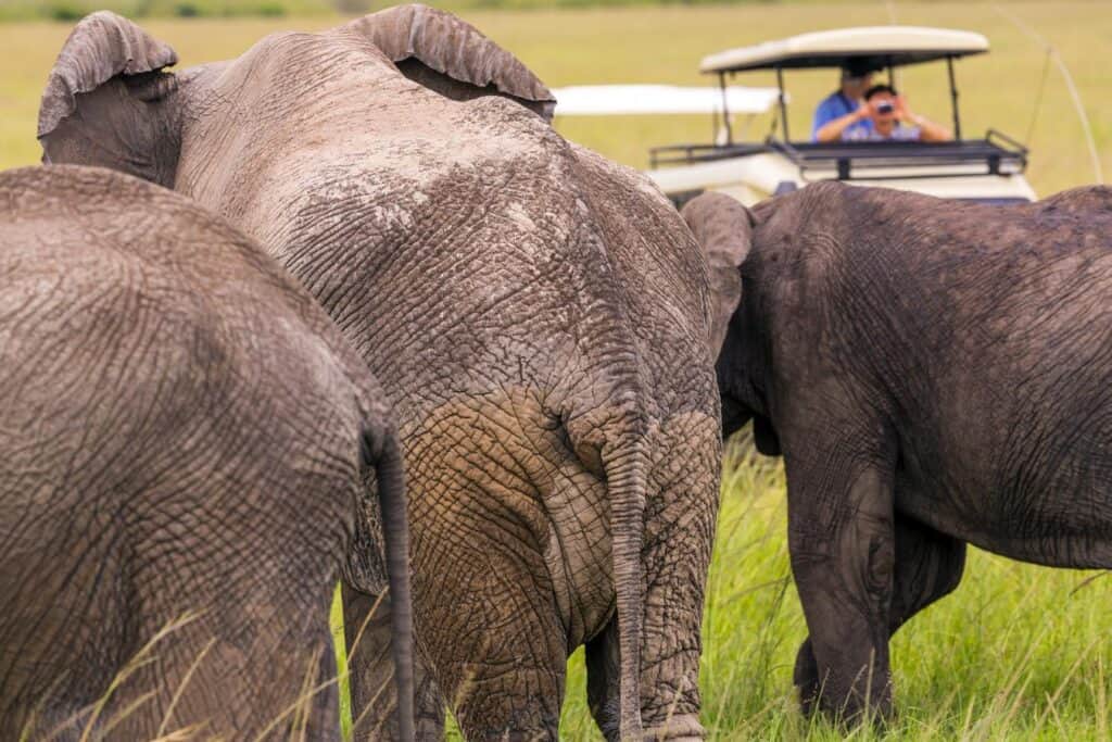 Tourists viewing elephants during game drive