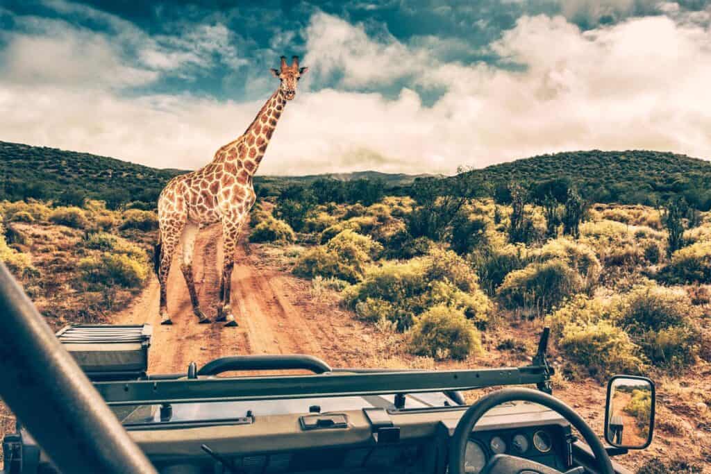Giraffe in the middle of the road during safari game drive