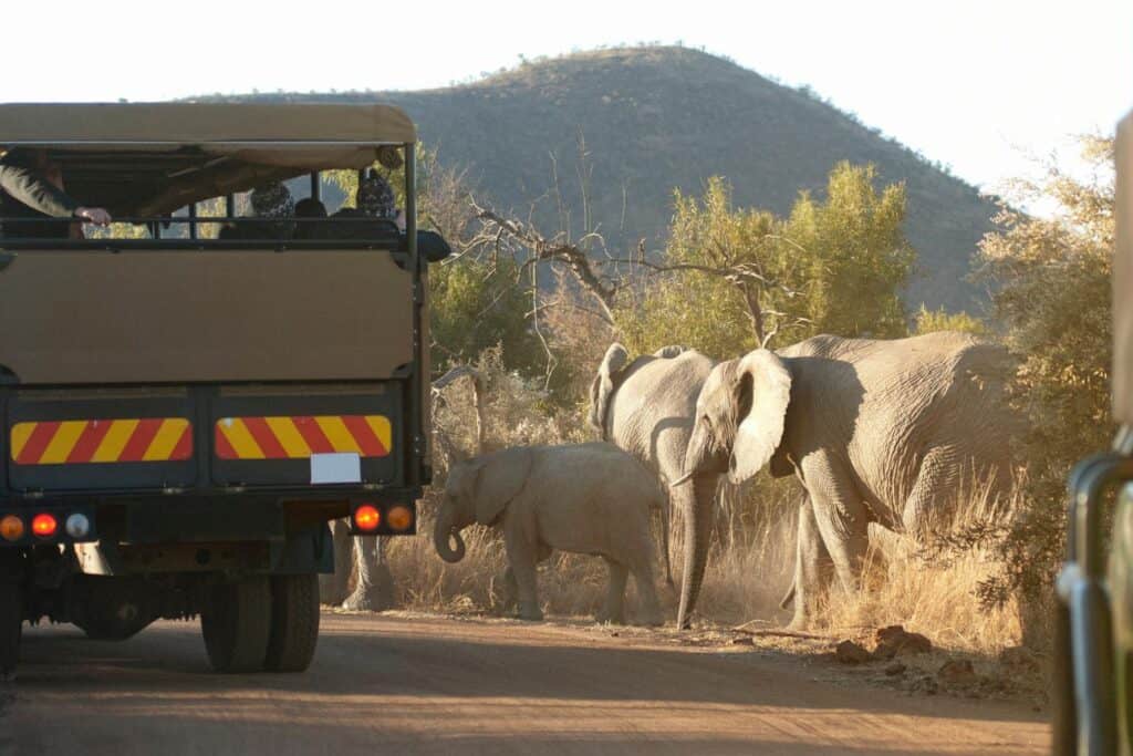 Herd of elephants during African safari